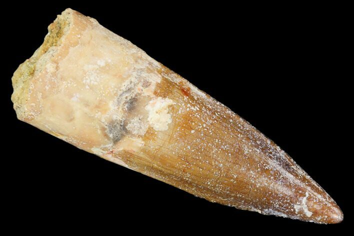 Real Spinosaurus Tooth - Nice Tip #102899